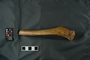 Media type: image;   Vertebrate Paleontology VPM-10990 Description: Photograph of a tibia in lateral view of MCZ VPM-10990, Canis dirus.;  Aspect: lateral